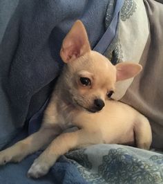 a small dog laying on top of a blue blanket