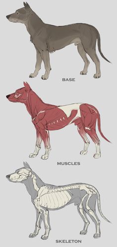 three different types of dogs with muscles