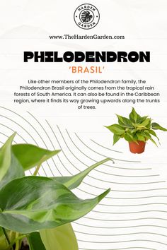 a brochure with a plant in it and the words phildendron above it