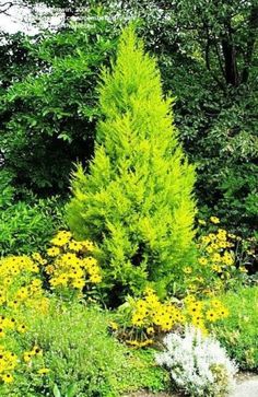 a large green tree sitting in the middle of a garden