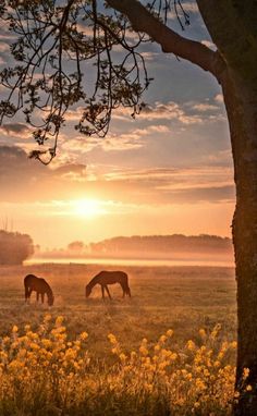 two horses graze in a field as the sun sets behind them, with trees and yellow wildflowers