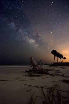 the night sky is filled with stars above palm trees and driftwood on an empty beach