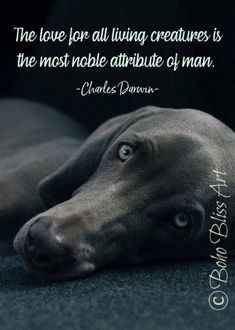 a dog laying on the ground with a quote about love for all living creatures is the most noble attribue of man