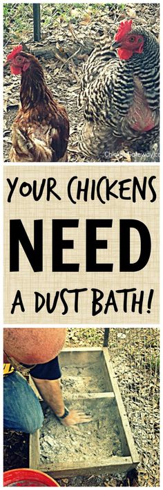 chickens need a dust bath in the chicken coop, and they are ready to be fed