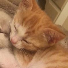 an orange and white cat sleeping next to another cat