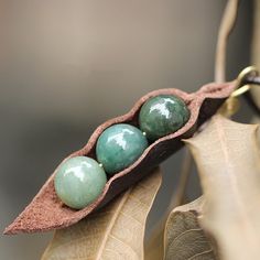 three green beads are in a pod on a branch with leaves around it and one is hanging from the end