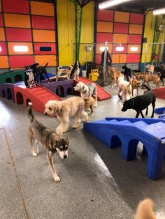 a group of dogs playing in an indoor dog park