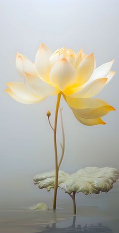 a large white flower sitting on top of a body of water