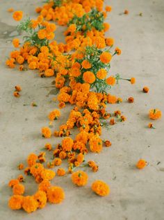 orange flowers are scattered on the ground next to a white piece of paper that has been placed in front of it