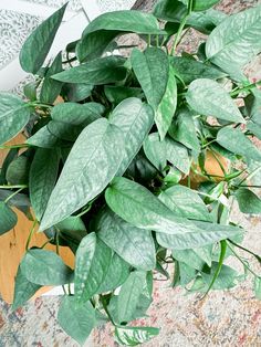 a plant with green leaves is on the floor