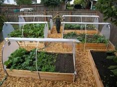 several raised garden beds with plants growing in them and one person standing next to it