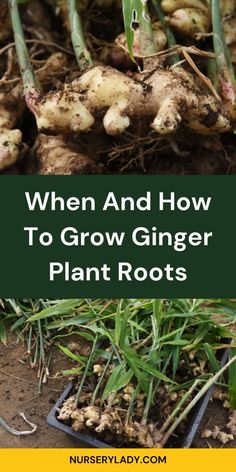 an image of some plants that are growing in the dirt with text overlay saying, when and how to grow ginger plant roots