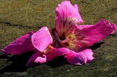 a pink flower that is laying on the ground