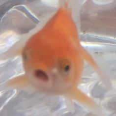 a goldfish in an aquarium looking at the camera