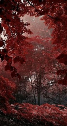 red trees in the woods on a foggy day with light coming from behind them