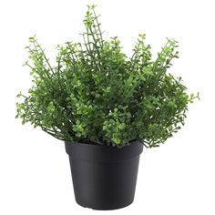 a potted plant with green leaves is shown in front of a white background,