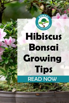 the words hibiscus bonsai growing tips read now