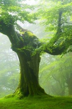 an old tree with moss growing on it's trunk in the foggy forest