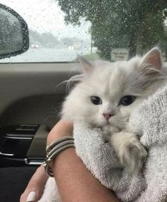 a person holding a white cat wrapped in a towel while sitting in a car seat