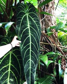 a person holding up a large green leaf