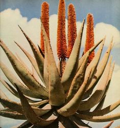 a large plant with orange flowers on it's head in front of a blue sky