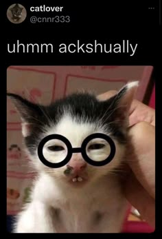 a black and white cat wearing glasses with caption that reads, ummmckshully