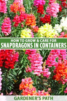 colorful flowers with the title how to grow and care for snapdragons in containers