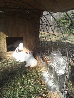 a white rabbit in a cage next to some plastic bottles