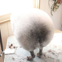 an animal standing on top of a table next to a window with lots of white stuff all over it