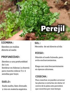 a person holding some green plants in their hands with the words perrejil above them