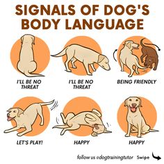 the signs of dog's body language