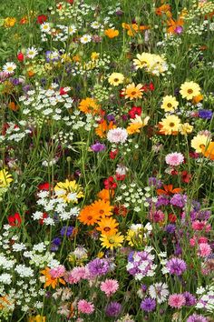 a field full of different colored flowers