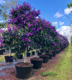 purple flowers are growing in large black pots