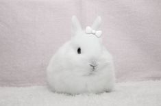 a white rabbit with a bow on its head