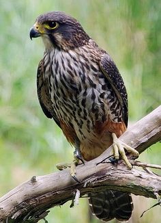 a bird sitting on top of a tree branch next to a green forest behind it