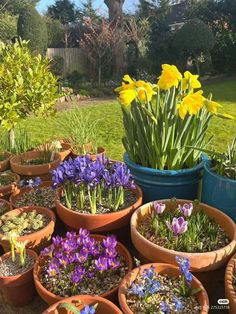 many potted plants with flowers in them