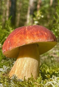 a close up of a mushroom on the ground in the grass with trees in the background