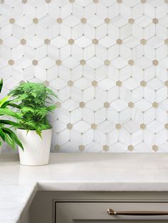 a potted plant sitting on top of a counter next to a white tiled wall