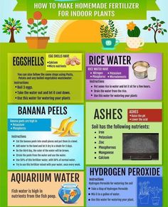 an info sheet describing how to make homemade fertilizer for indoor plants and water