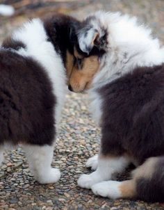 two fluffy dogs standing next to each other on top of gravel covered ground with rocks in the background