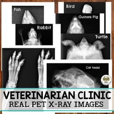 veterinarian clinic real pet x - ray images with text overlaying the image