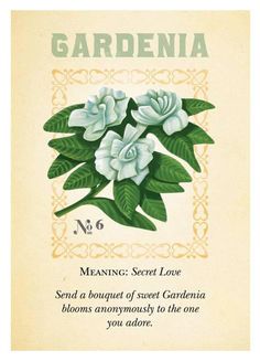 a card with white flowers and green leaves on the front, says gardenia no 6 meaning secret love send a bouquet of sweet garden blooms anonymous to the one you adore