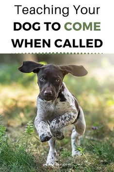 a dog jumping up into the air with text reading teaching your dog to come when called