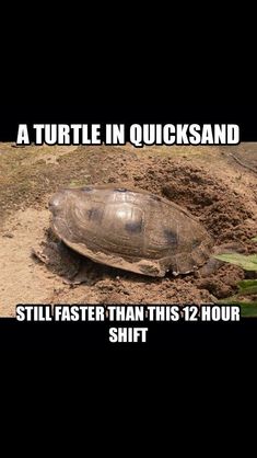 an image of a turtle in the dirt with caption that reads, a turtle in quicksand still faster than this 12 hour shift