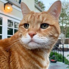 an orange and white cat sitting in front of a building looking at the camera with one eye open