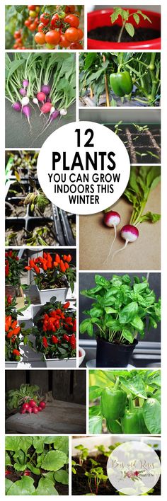 many different types of plants growing in the garden with text overlay that reads 12 plants you can grow indoors and winter