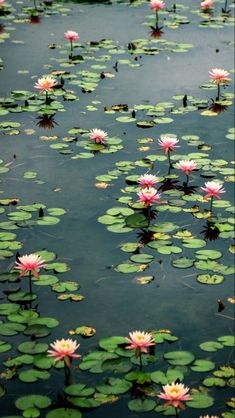 pink water lilies floating on top of green leaves