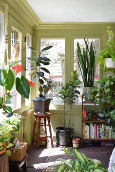 a room filled with lots of different types of house plants and potted plants on the windowsill