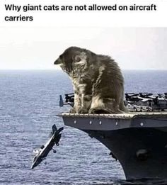 a cat sitting on top of a boat in the ocean with caption that reads, why giant cats are not allowed on aircraft carriers