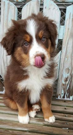 a small brown and white dog sitting on top of a wooden bench with its tongue hanging out